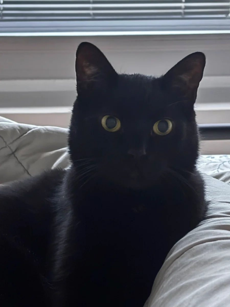 Meg's black cat looking directly at the camera.