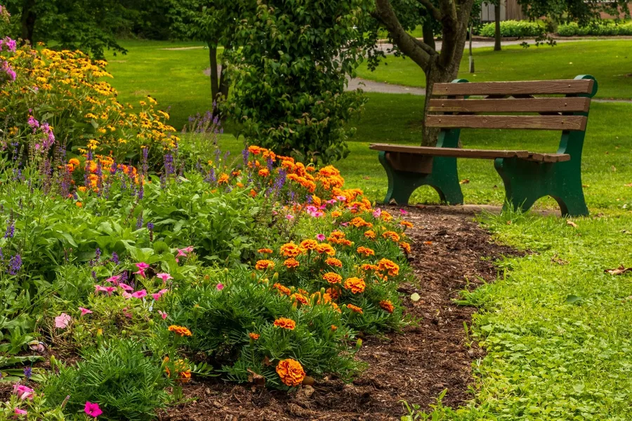 Freshly mulched garden bed with marigolds and black-eyed Susans blooming along the path